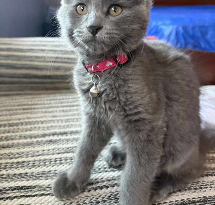 Photo of Roki