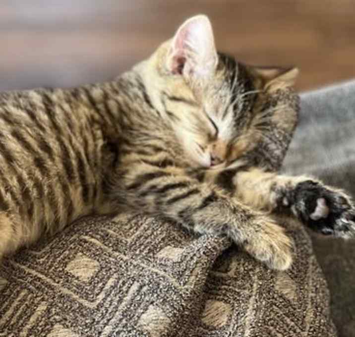 Photo of Willow