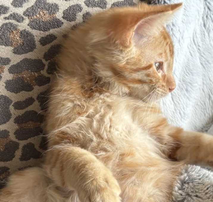 Photo of Turbo - tabby littermate
