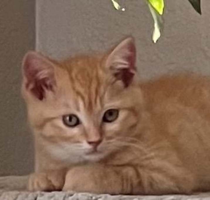 Photo of Mimosa - tabby littermate