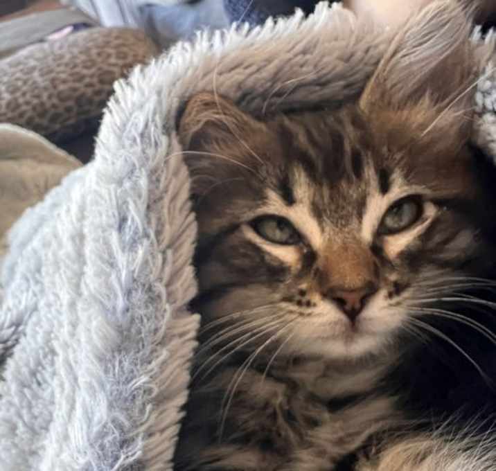 Photo of Belle -  tabby littermate