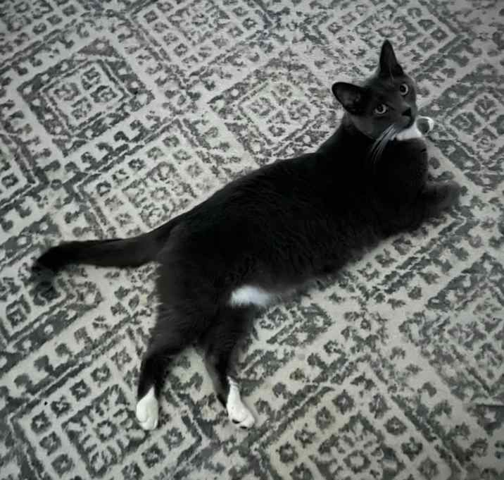Photo of Rocky