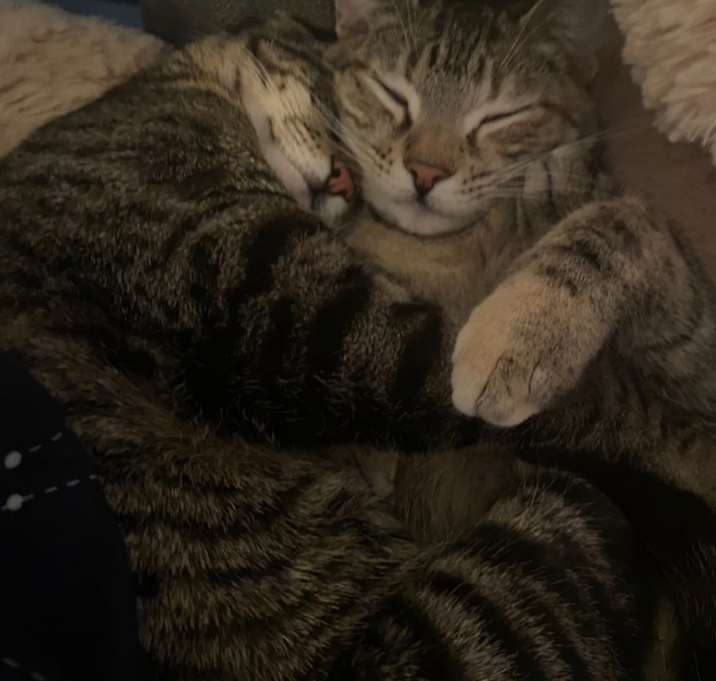 Photo of Nova and Nebby
