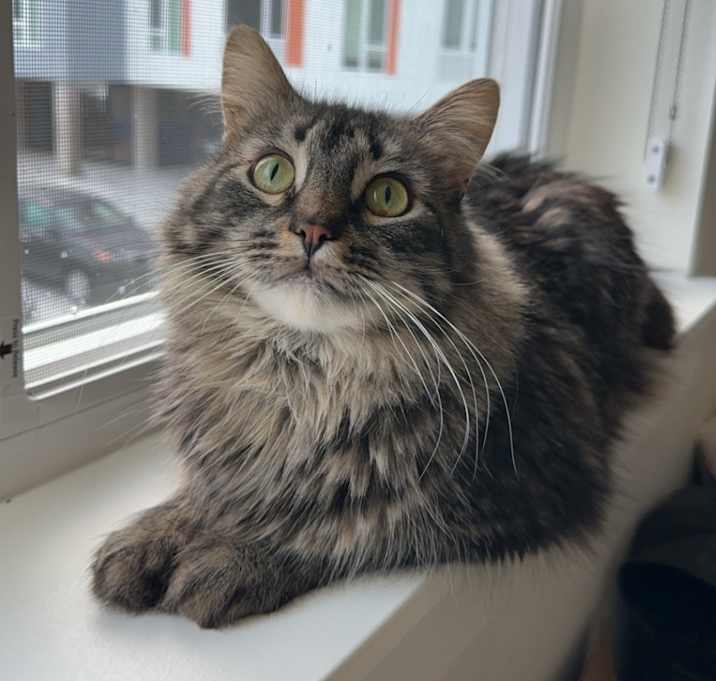 Photo of Mister