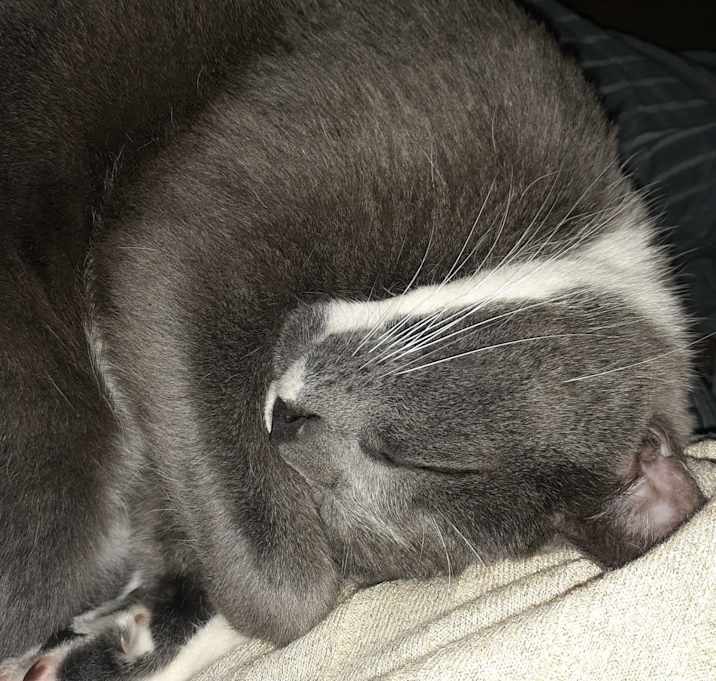 Photo of Zip-aroo