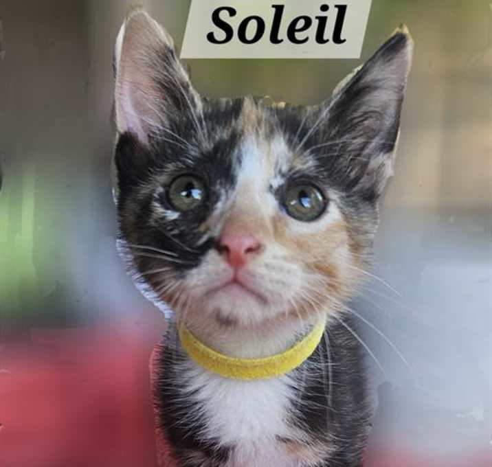 Photo of Soleil