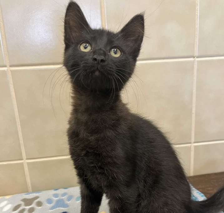Photo of Zelda