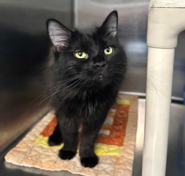 Photo of Nyx