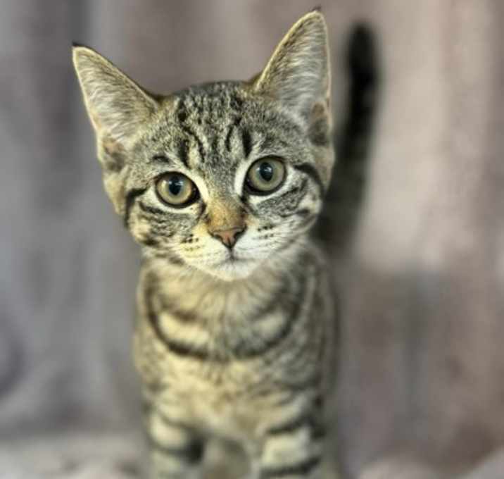 Photo of Skittles