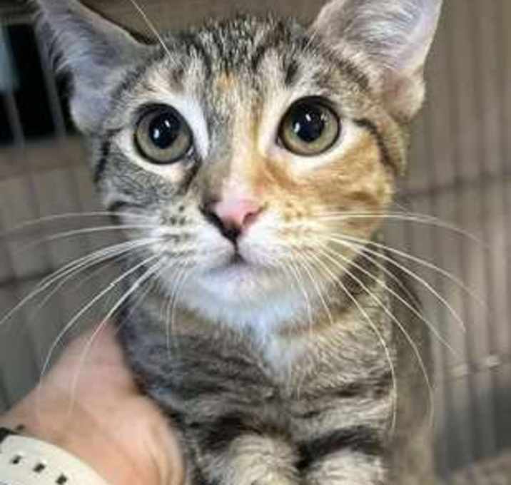 Photo of Gypsy Mae