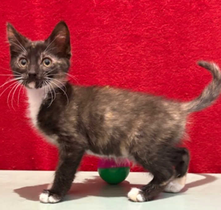 Photo of Maple