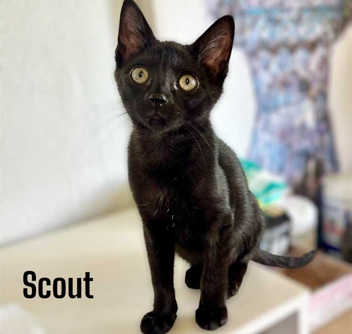 Photo of Scout