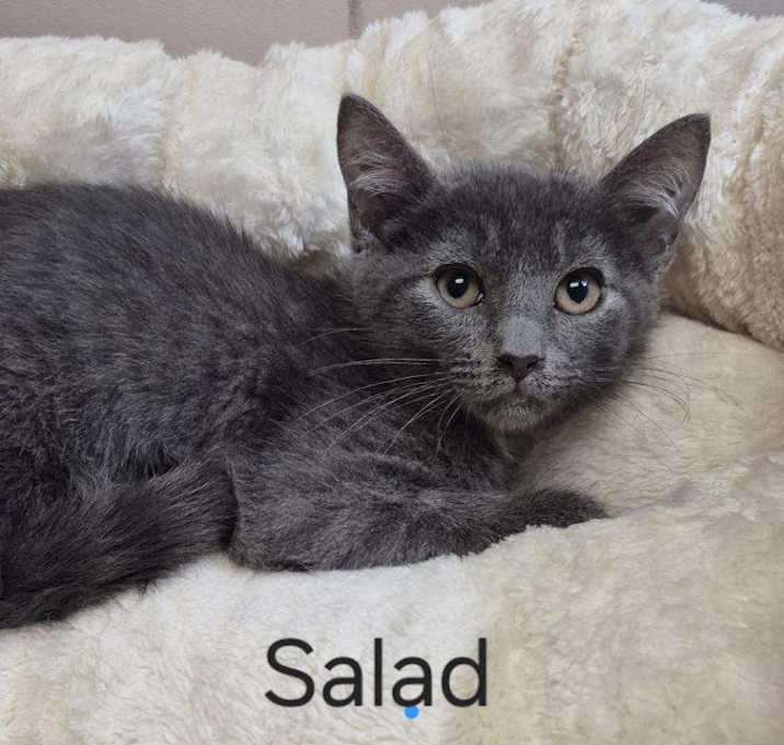 Photo of Salad