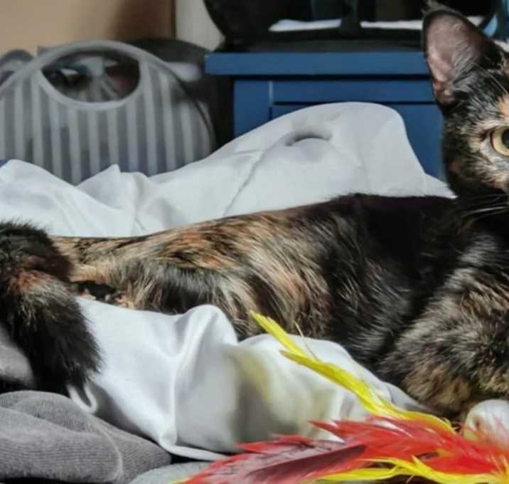 Photo of Maple