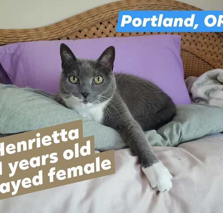 Photo of Henrietta
