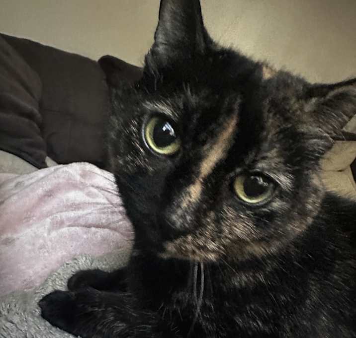 Photo of Bella Butterfly