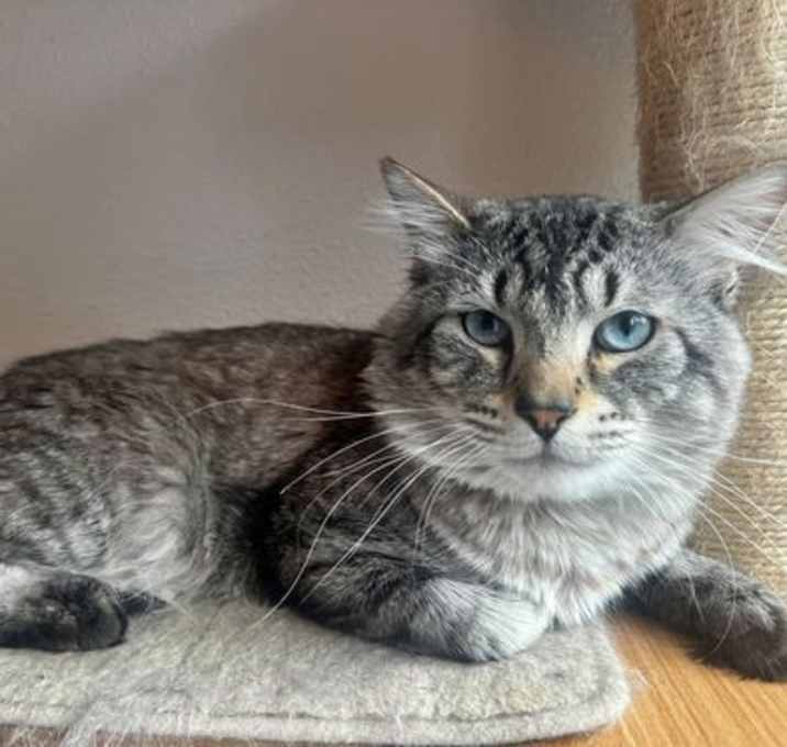 Photo of GHOST - Offered by Owner - Young Male