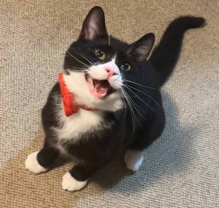 Photo of Toby