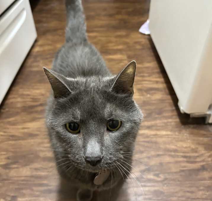 Photo of Caesar