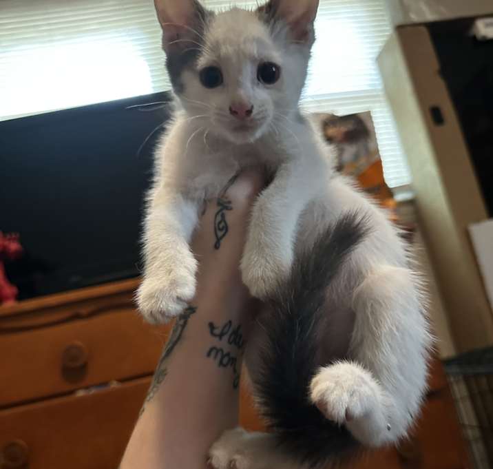 Photo of Male Kitten