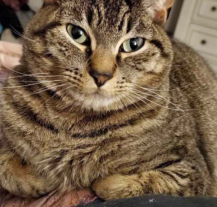 Photo of Thor
