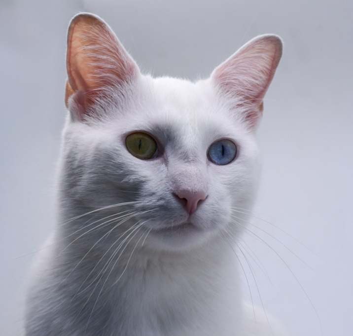 Photo of Lune