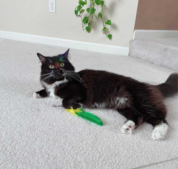 Photo of Adora