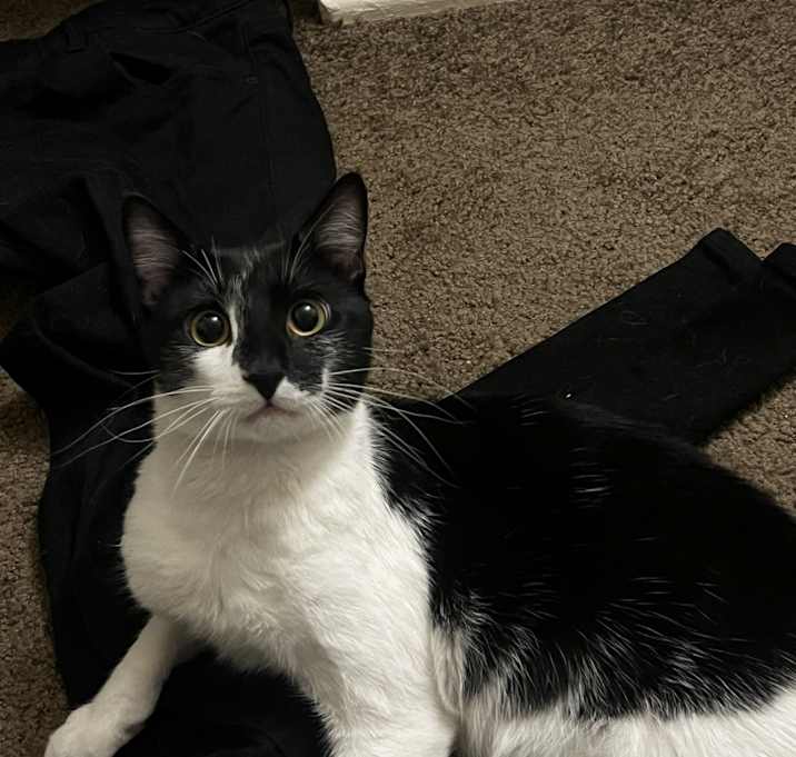 Photo of Rocky