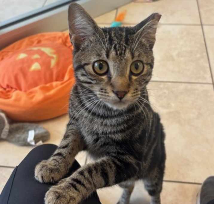 Photo of Harvey