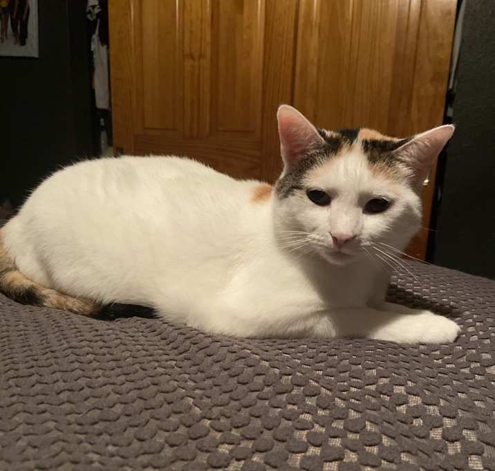 Photo of Bean
