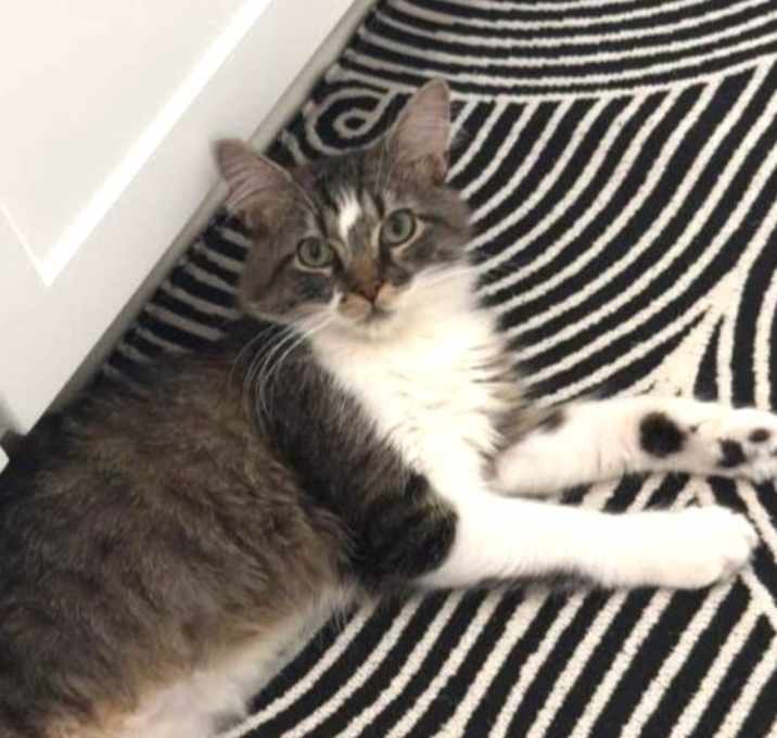 Photo of Mooshu