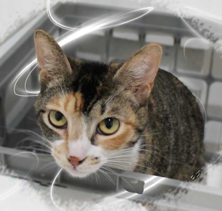 Photo of Blossom