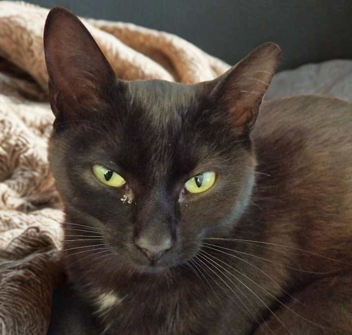 Photo of Chleopatra