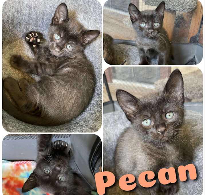 Photo of Pecan