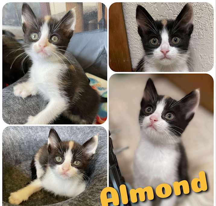 Photo of Almond