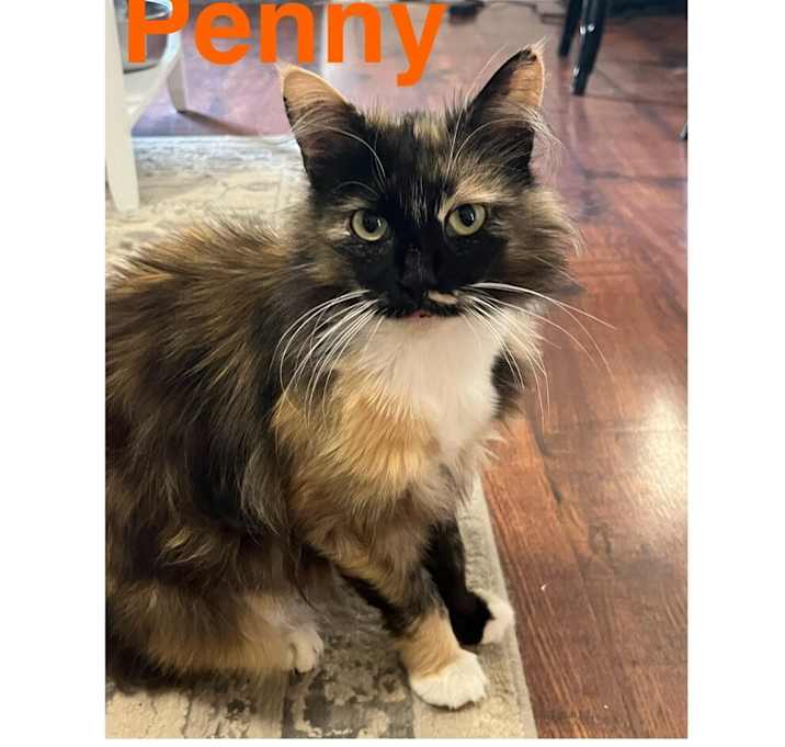 Photo of Penny