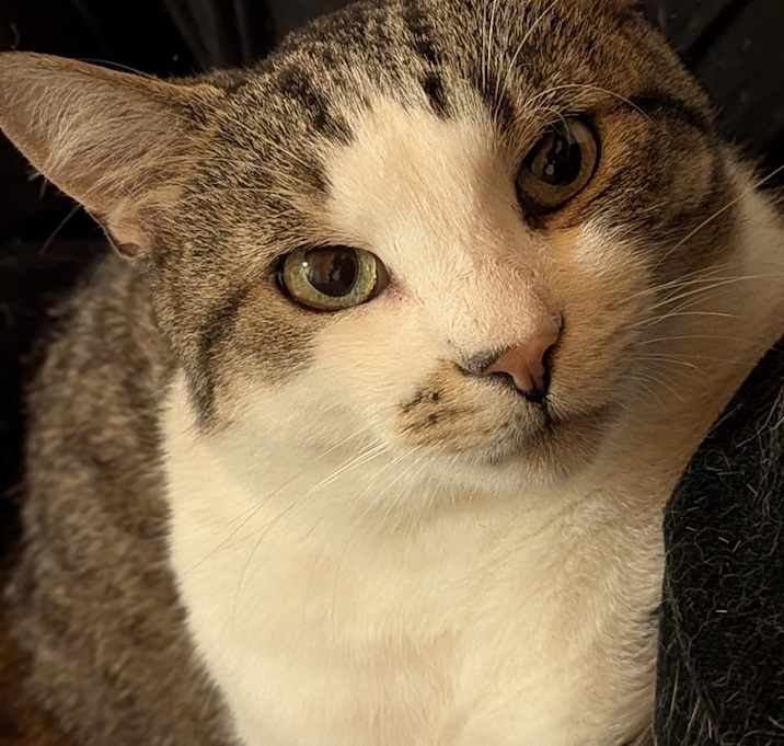 Photo of Marshmallow