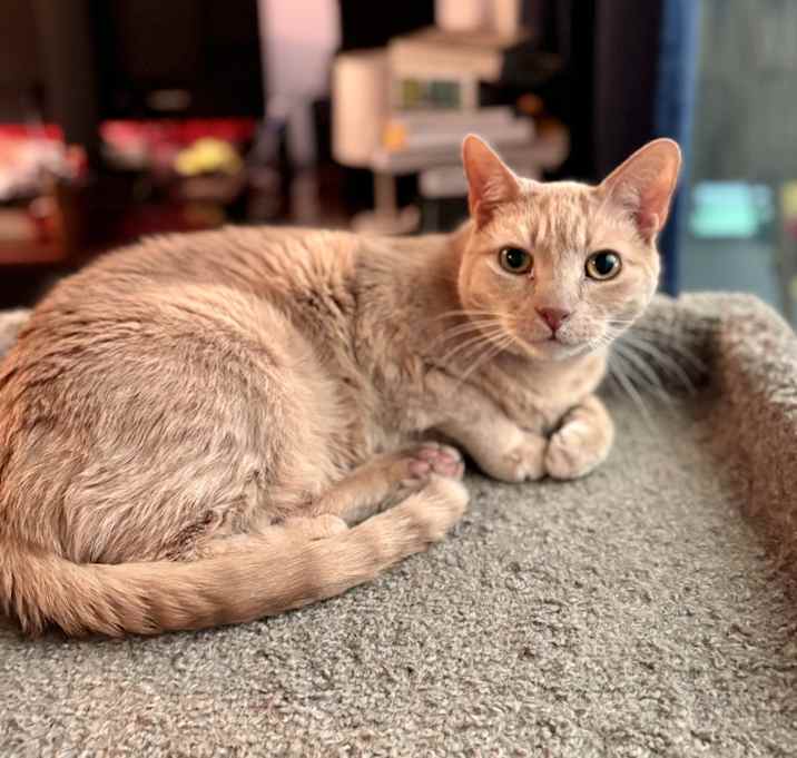 Photo of Tesoro “Tess”