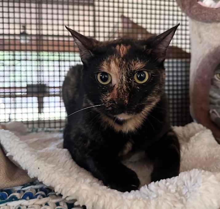 Photo of Minxie