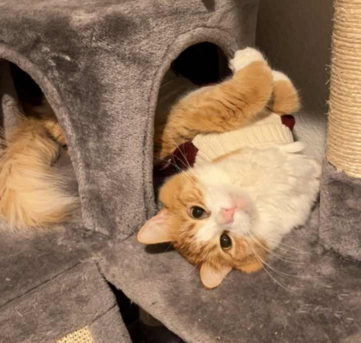 Photo of O’malley