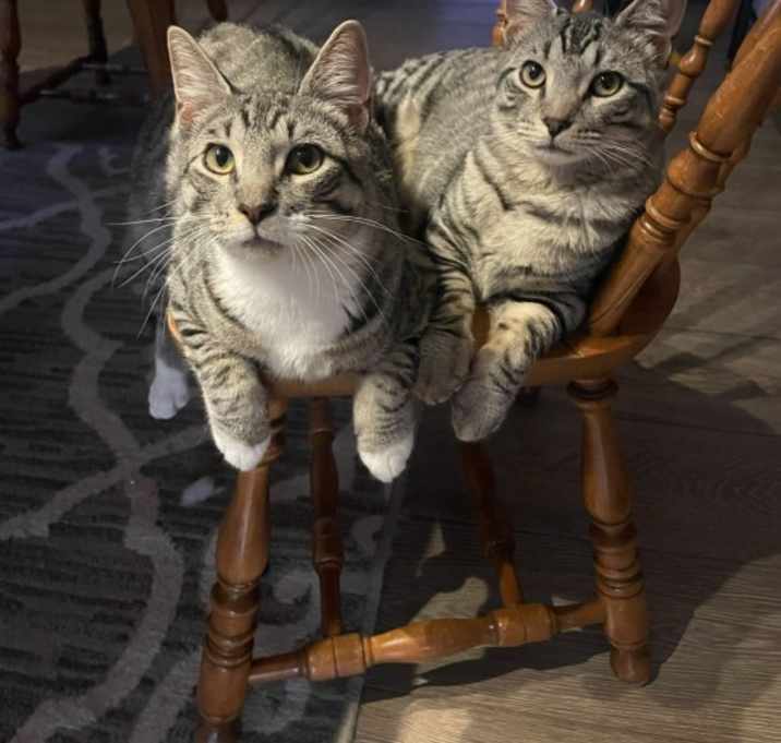 Photo of Birch and Willow