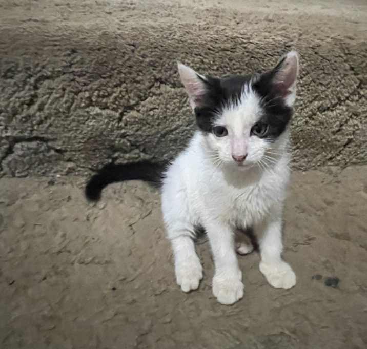Photo of Cat