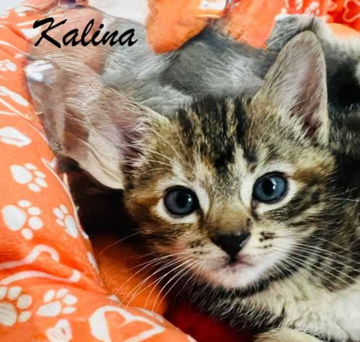 Photo of Kalina