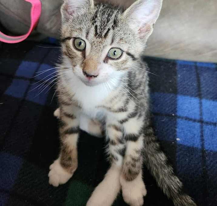 Photo of Buzz