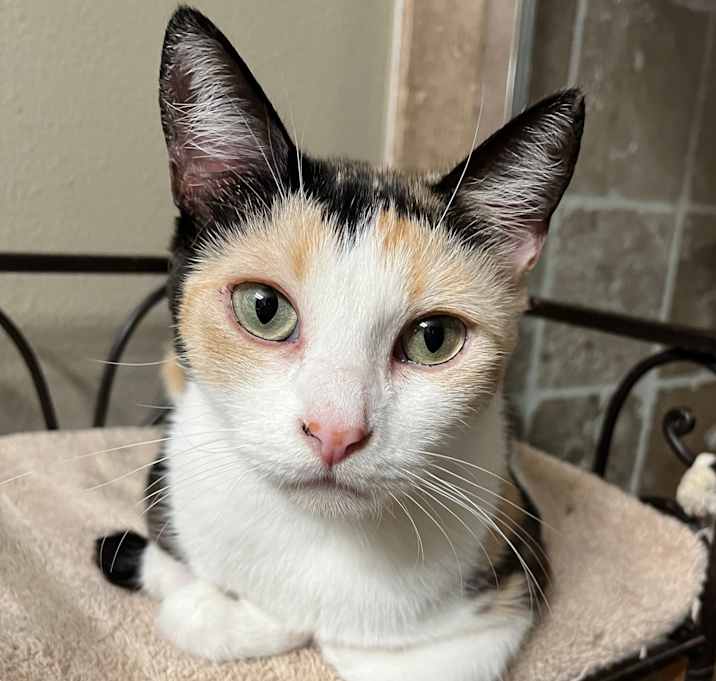 Photo of Calypso