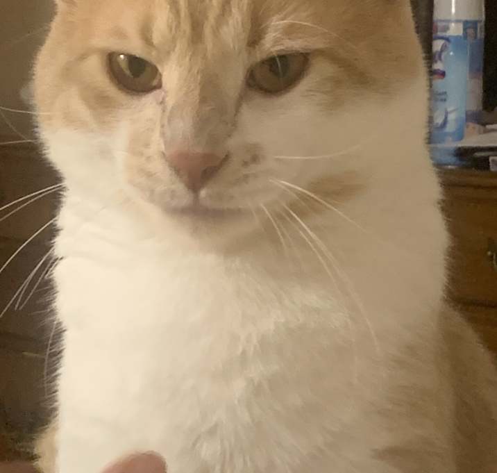 Photo of Simba