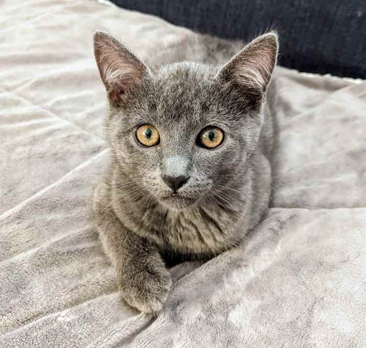 Photo of 🐨 Koala