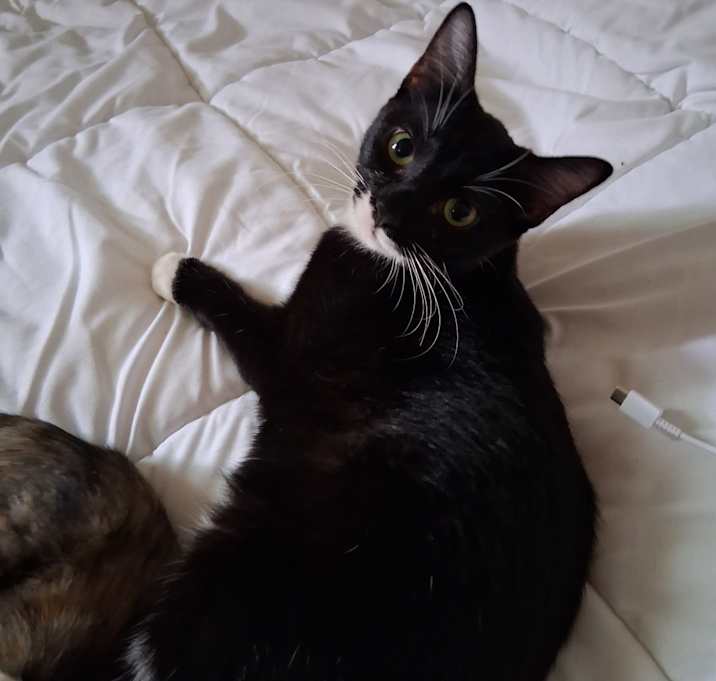 Photo of Tweely lily