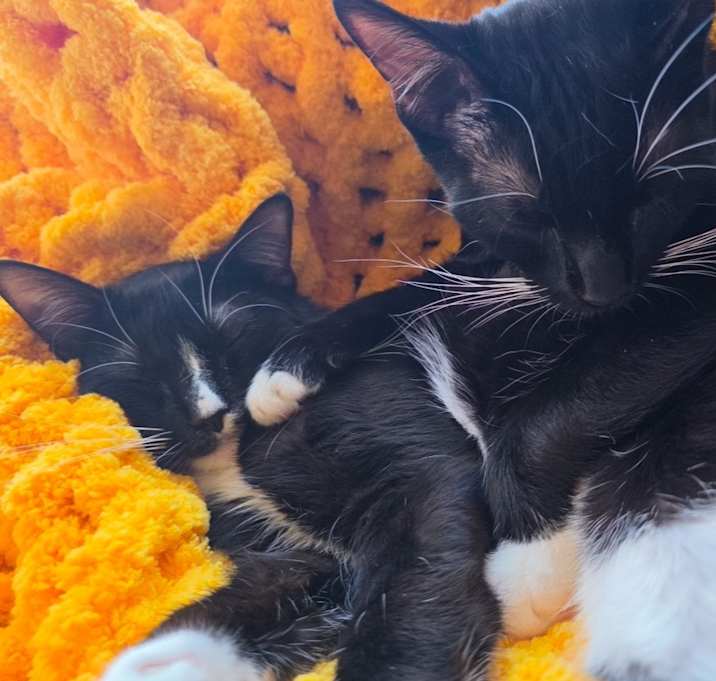 Photo of Dinky + Keibo
