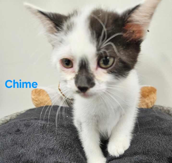 Photo of Chime